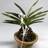 neofinetia falcata Amanogawa 天乃川 Америка